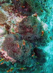 Velidhu - 2013_03_11 - IMG_0535r_Poisson Clown des Maldives - Amphiprion Nigripe_Kuda reef_Plongee